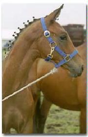 Hengst von Rosario x Duntroon-Noble Roi