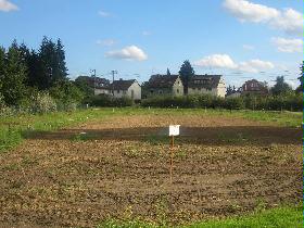 Fohlenbilder_26_08_06 057.jpg